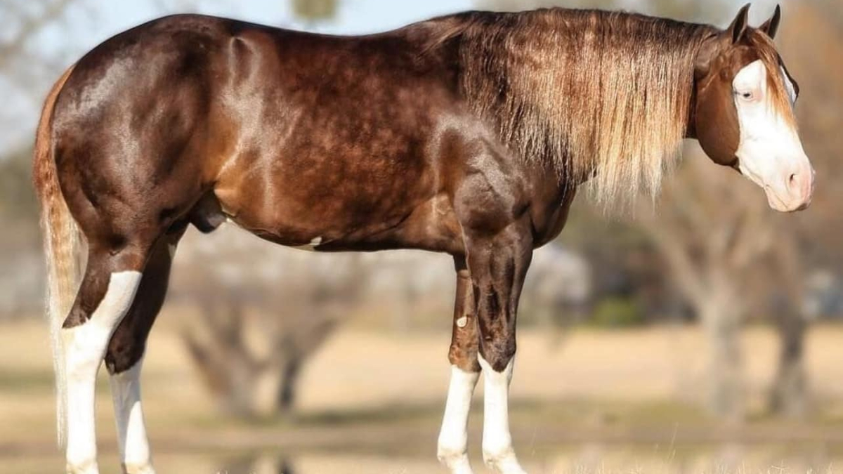Cavalo é 1.600 vezes mais caro que o carro mais barato do Brasil, o Renault Kwid E-Tech. /Foto: Divulgação/Haras Monte Sião