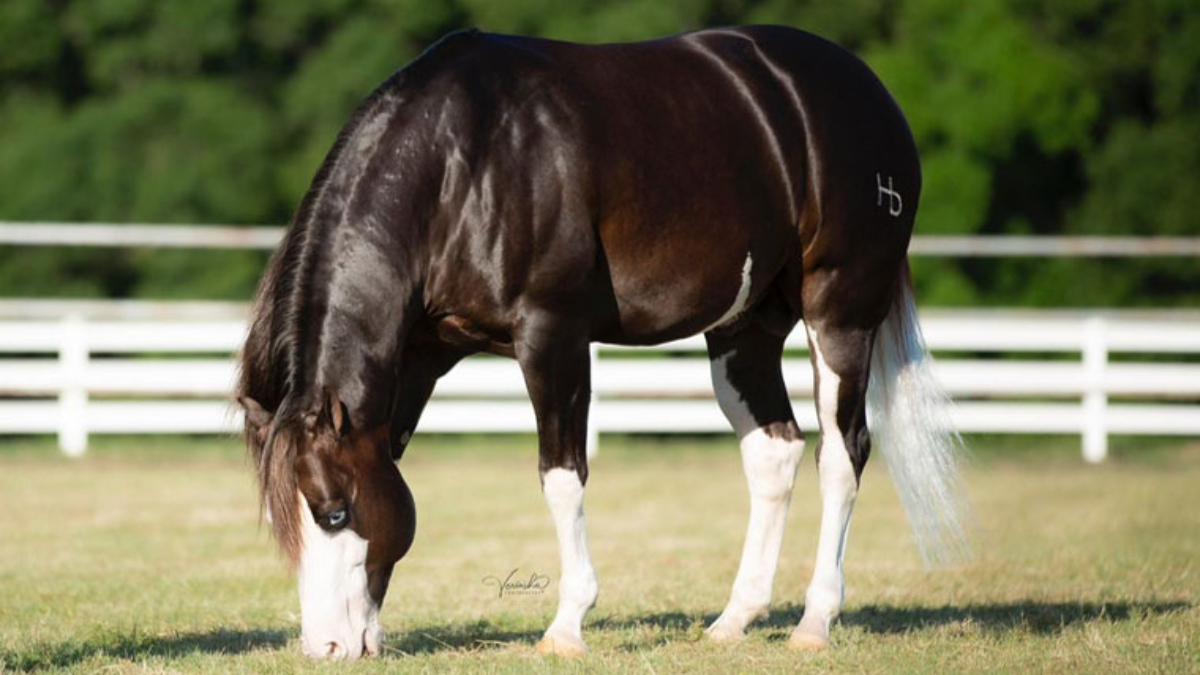 Gênesis 66 está avaliado em R$ 160 milhões. /Foto: Divulgação/Haras Monte Sião