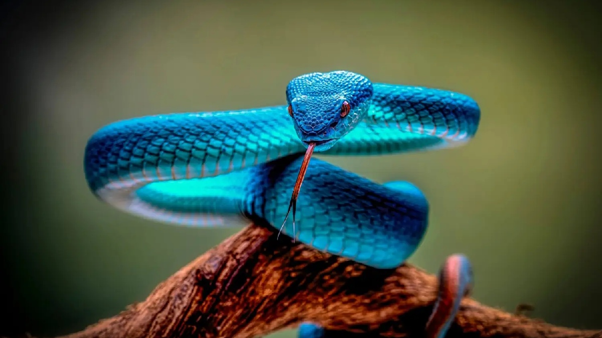 Víbora é considerada rara mesmo em seu habitat natural. Imagem: Rsutedja90/Animalia.bio