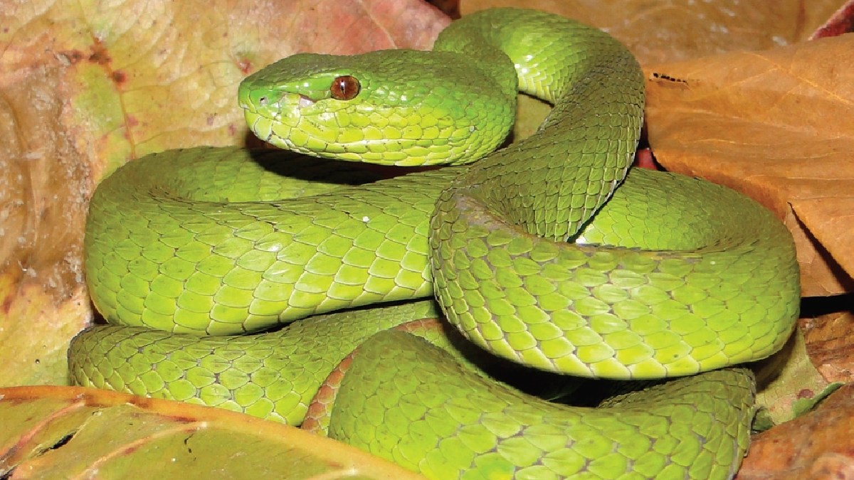 Exemplar típico da Trimeresurus insularis é verde. Imagem: Hinrich Kaiser/Wikimedia Commons