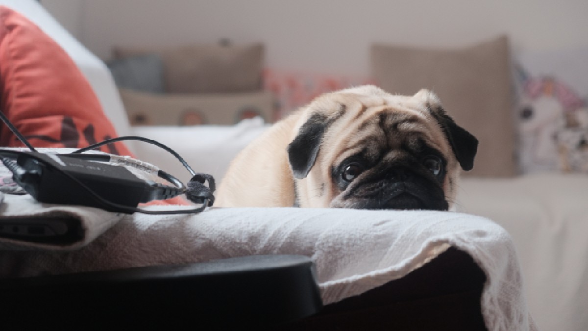 Até mesmo a guarda de animais de estimação são regulamentadas por contratos de namoro (Foto: Freepik)