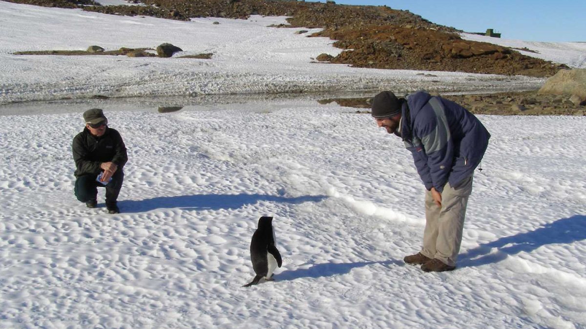 A maioria das espécies na Antártida parecem ser descendentes de espécies que viveram lá há milhões de anos. Como tal, devem ter sobrevivido a múltiplos ciclos glaciais. Foto: Wikimedia Commons