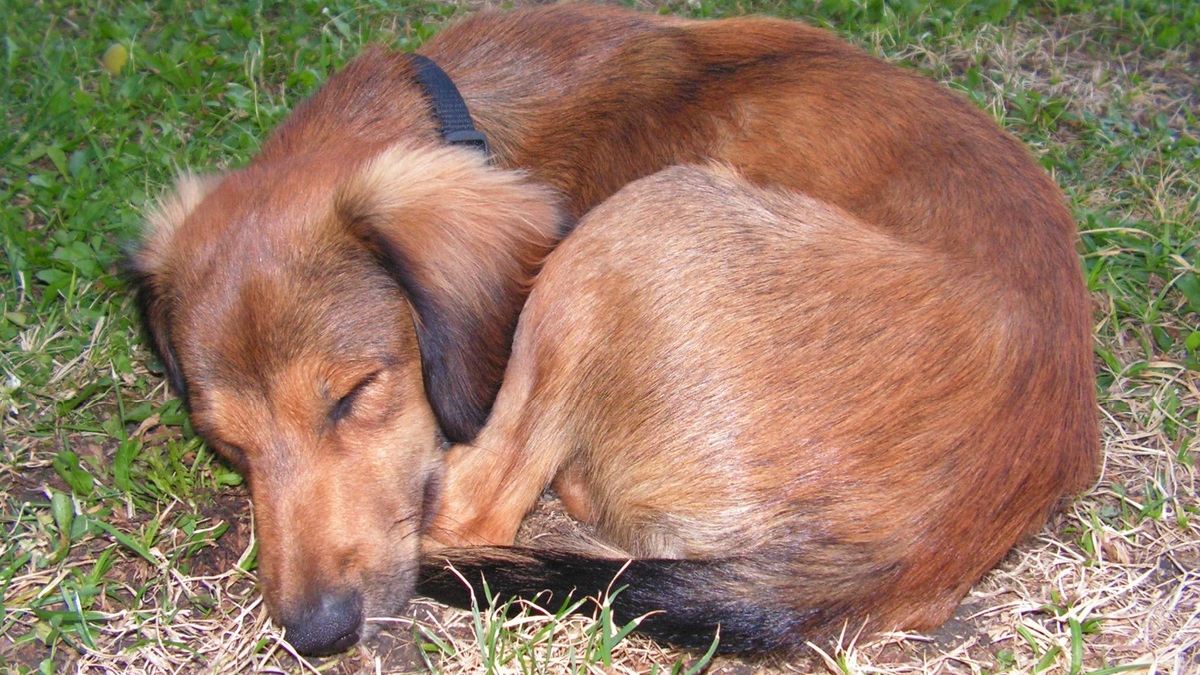 Será que cachorros quando dormem sonham com humanos? Imagem: PxHere