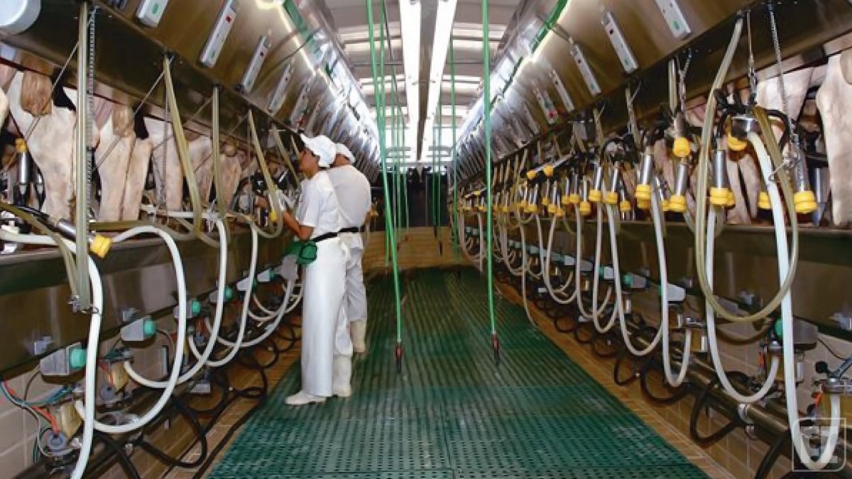 O sistema, além de eliminar o contato humano direto com o leite, garante máxima higiene e qualidade do produto final. Foto: Divulgação/Fazenda Colorado
