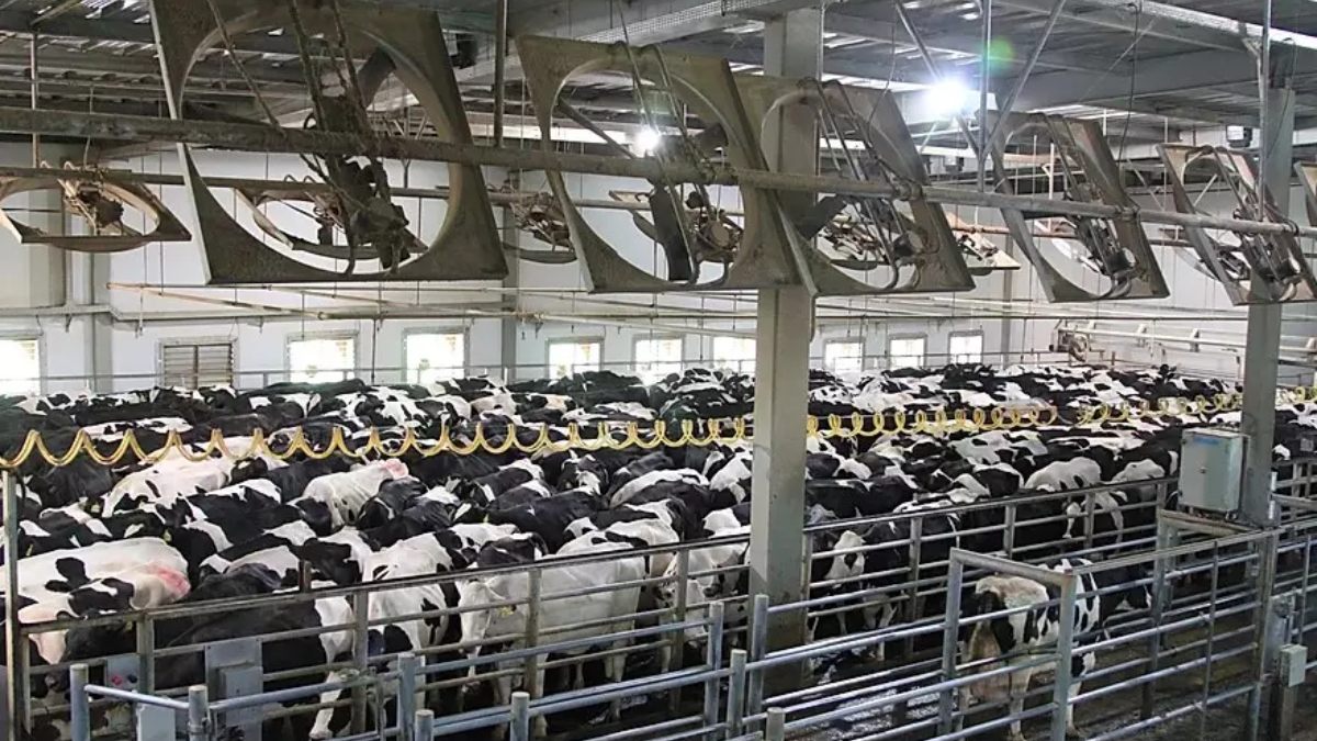 Nesta fazenda, chega-se a quase 44 tabulados por dia por vacas, o que seria antes simplesmente impensável no país. Foto: Divulgação/Fazenda Colorado