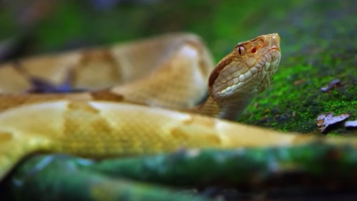 O fenômeno aconteceu porque estas cobras precisaram começar a ir atrás de outros tipos de presas, como aves, por exemplo. Assim, o veneno passou a ter uma concentração mais mortal, para aumentar a eficiência da caça. É uma espécie ameaçada de extinção. Foto: Reprodução/Youtube/National Geographyic Brasil