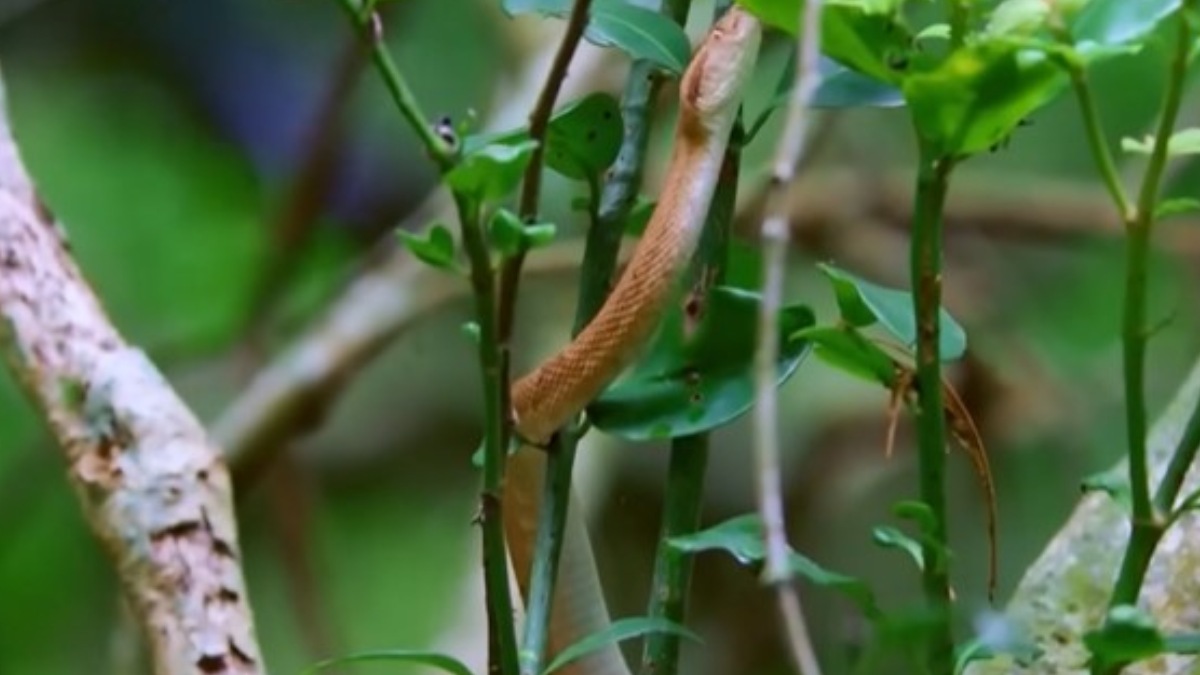 Devido à baixa presença de roedores e outras presas, que são o alimento principal da jararaca-ilhoa (Bothrops insularis), o veneno da espécie nesta ilha acabou ficando mais forte. Foto: Reprodução/Youtube/National Geographyic Brasil