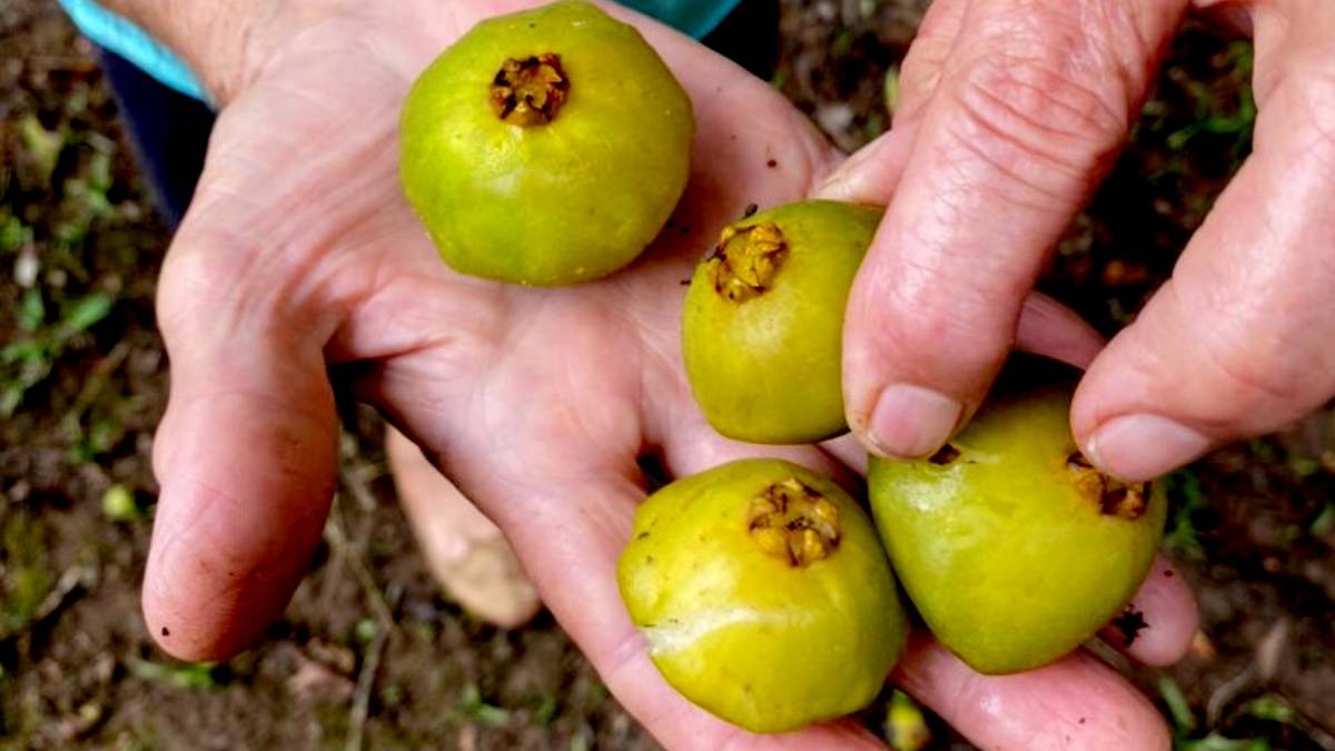 Cambuci, que é protagonista do festival, é um fruto nativo da Mata Atlântica