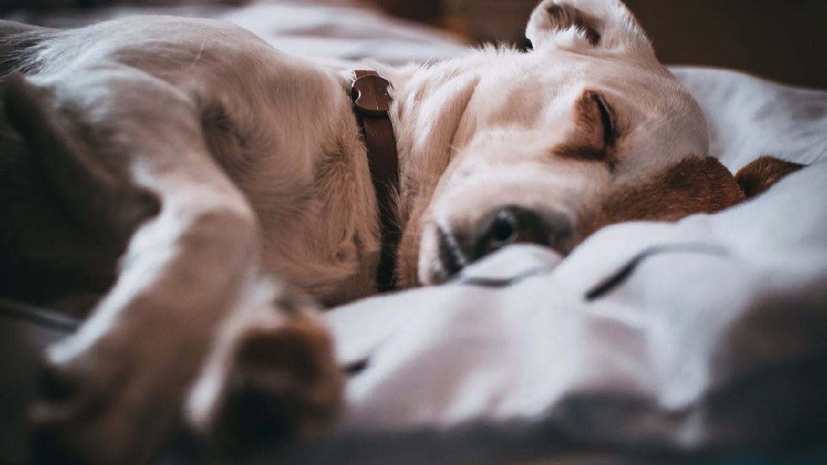 Nessa fase, eles podem mexer membros ou latir involuntariamente (Foto: Lisa/Pexels)