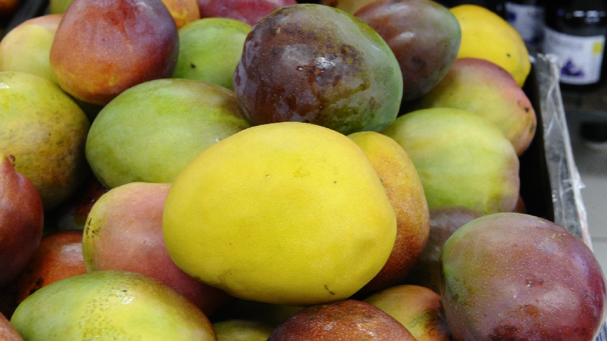 Manga é rica em vitaminas C e A. Imagem: Agência Senado/Flickr