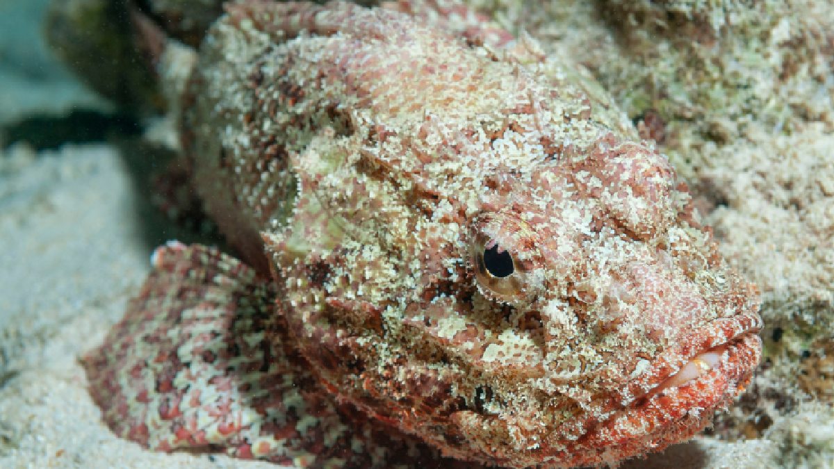 Peixes-escorpião (Scorpaena plumieri), também conhecidos como mangangás.