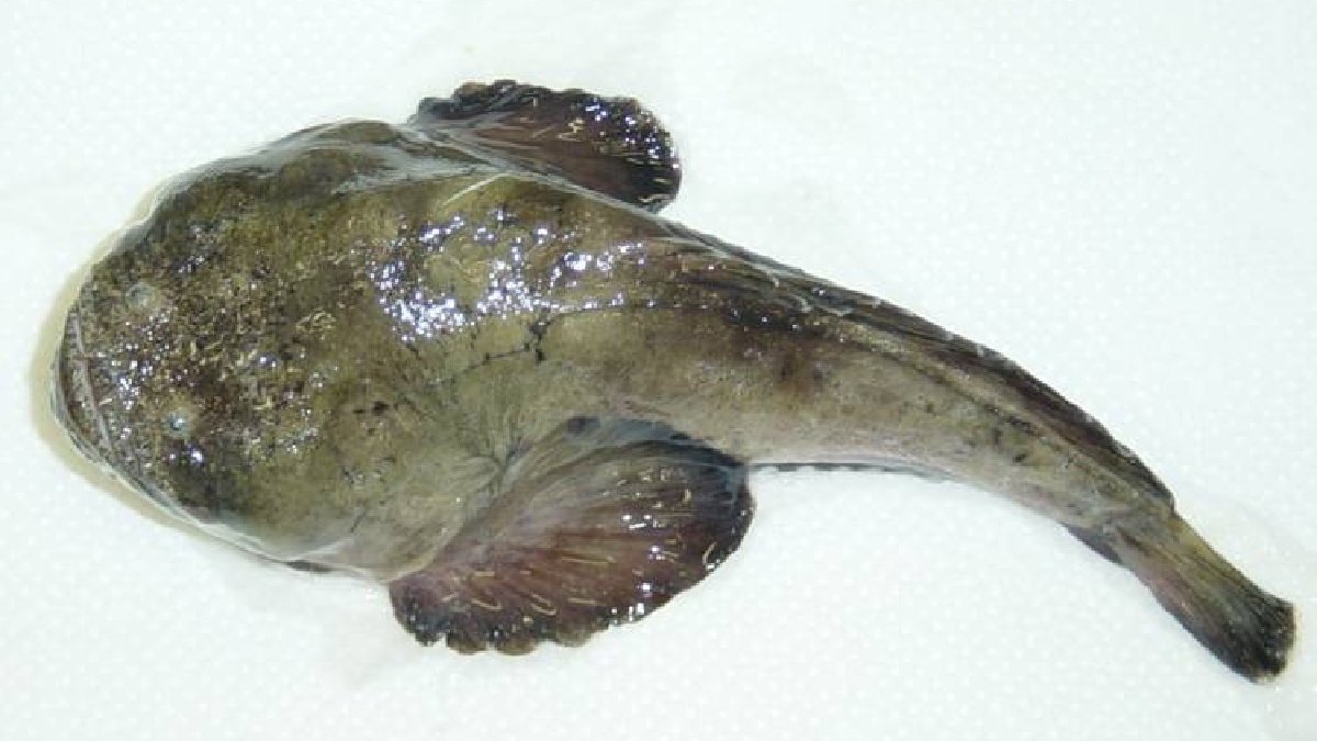 Niquim é um peixe pequeno, que vive em águas calmas e rasas do norte e nordeste do Brasil.