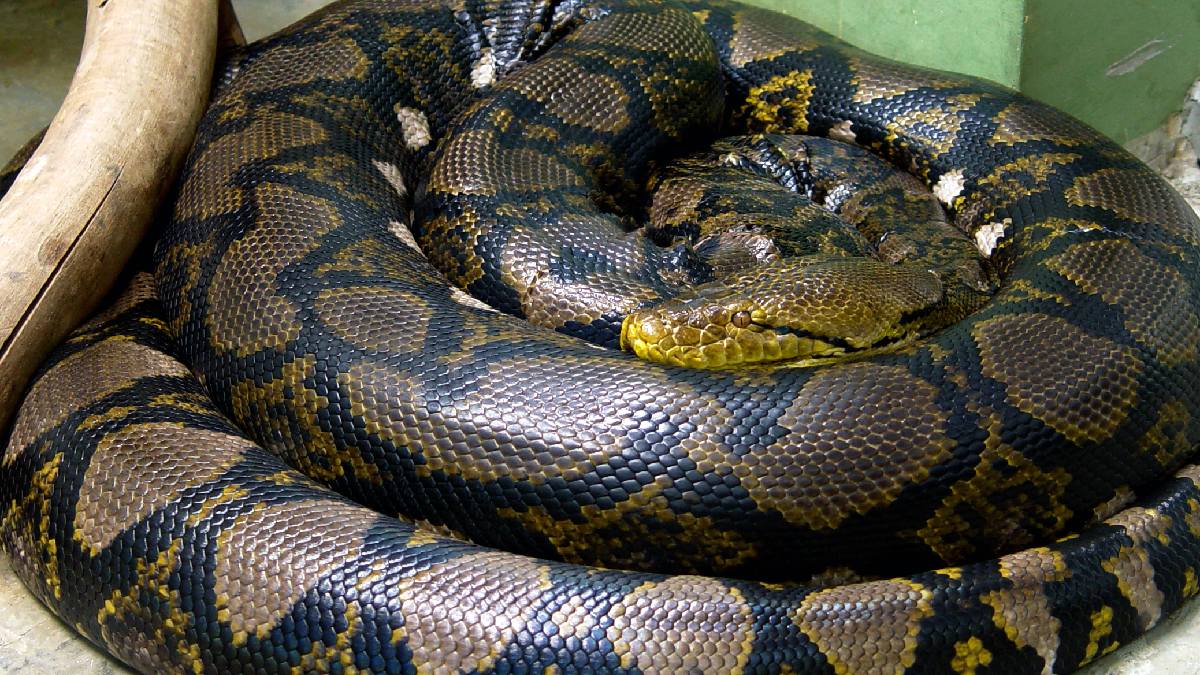 Piton reticulada coleciona casos de humanos engolidos na Indonésia. Imagem: Mariluna/Wikimedia Commons
