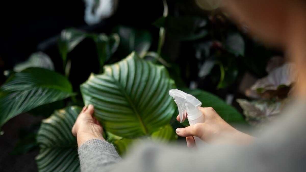 Não são somente sapatos e itens de couro que podem ser limpos pelas cascas de banana. As plantas, que ajudam a purificar o ar de sua casa, também podem aproveitar desta ajuda - (Freepik)