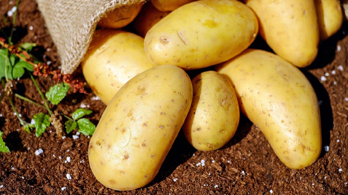 Quer evitar picos de glicemia? Consuma batata com moderação, de preferência com casca e após alimentos ricos em proteína. A forma de preparo faz toda a diferença na saúde, principalmente para diabéticos. Foto: Pixabay