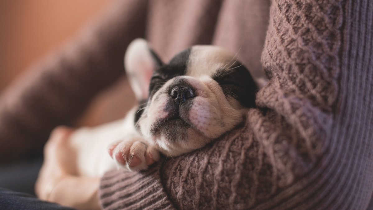 Cachorros são apegados aos tutores e podem sonhar com eles (Foto: Pxhere)