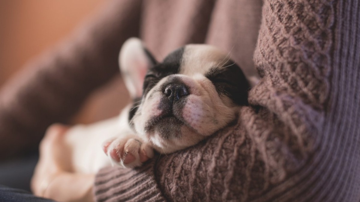 Cachorros são apegados aos tutores e podem sonhar com eles (Foto: Pxhere)