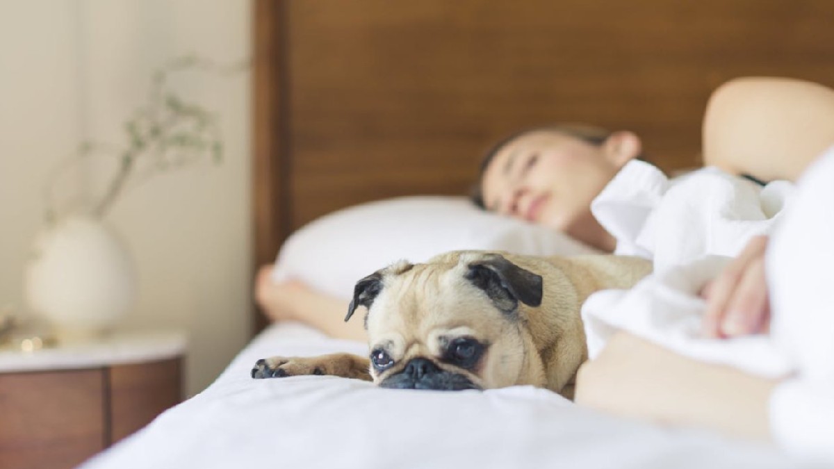 Os sonhos dos cães podem ser parecidos com os dos humanos (Foto: Burst/Pexels)