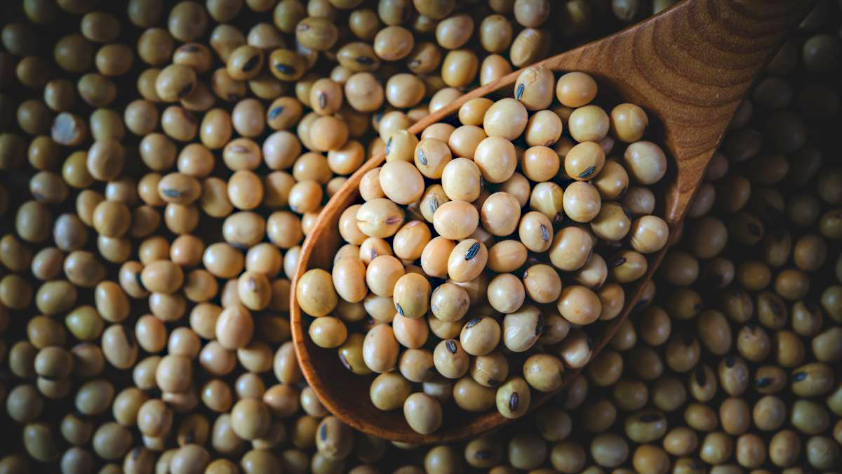 Soja: O consumo de soja ou de alimentos derivados do produto, como tofu e bebida de soja, ajuda a controlar o colesterol. Estudos apontaram que o consumo de 25 gramas de proteína de soja por dia (280 gramas de tofu ou duas xícaras e meia de leite de soja) pode reduzir o colesterol LDL em 5% a 6% - (Jigsawstocker/Freepik)