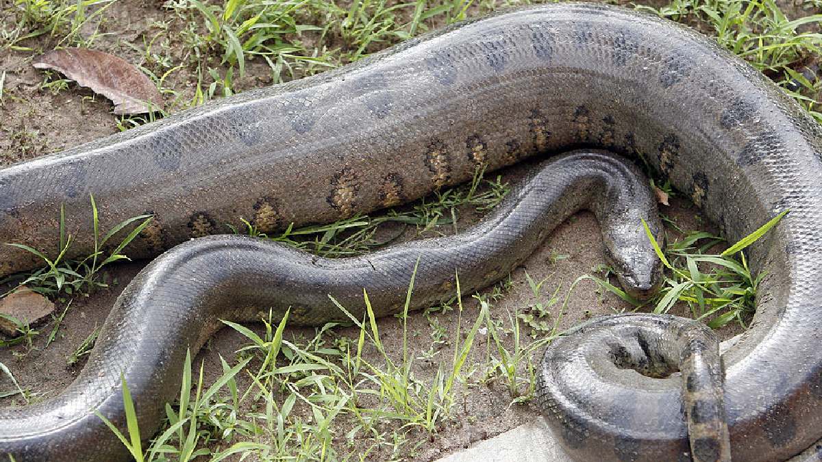 Depois de devorar a presa, cobras passam até 6 dias digerindo. Imagem: Wagnermeier/Wikimedia Commons