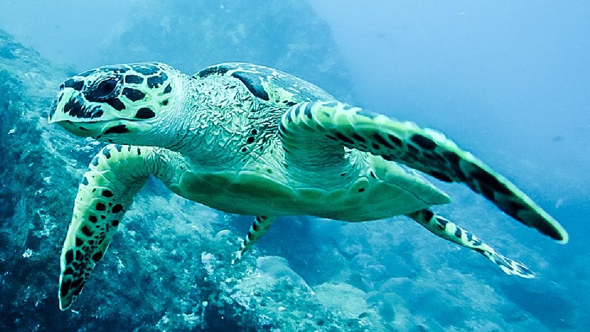 Local é ponto de desova e alimentação de tartarugas marinhas. Imagem: Alyson Abreu/Wikimedia Commons