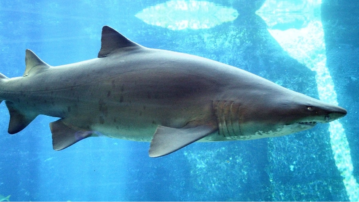 Tubarões "bebês" podem realizar mais ataques por pura curiosidade. Imagem: Amada44/Wikimedia Commons