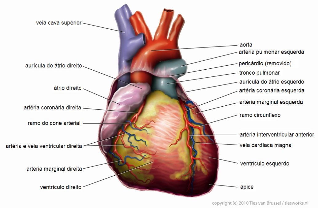 O infarto acontece quando a artéria aorta entope (Foto: Tvanbr/Wikimedia Commons)