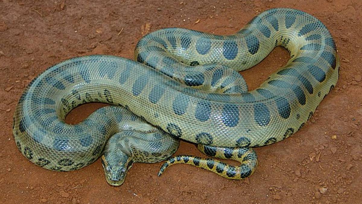 Apesar de não serem venenosas, as sucuris são temidas devido ao seu porte gigantesco. **Foto: Wikimedia Commons**