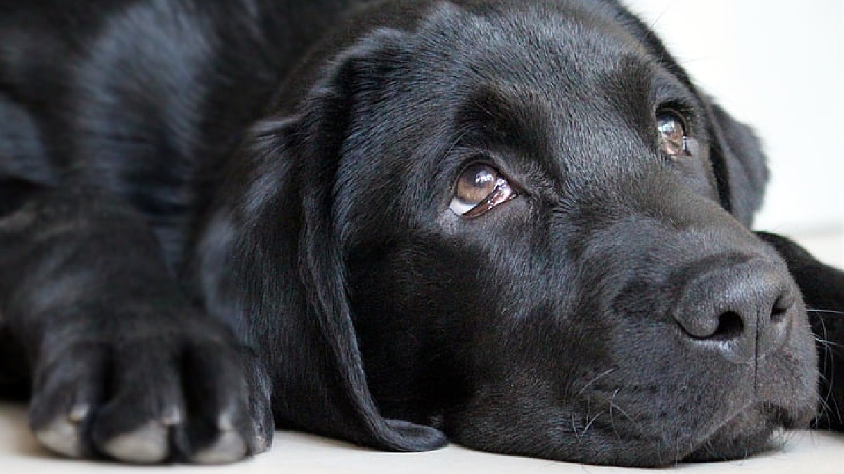 Cachorros também sentem culpa. Imagem: PickPik
