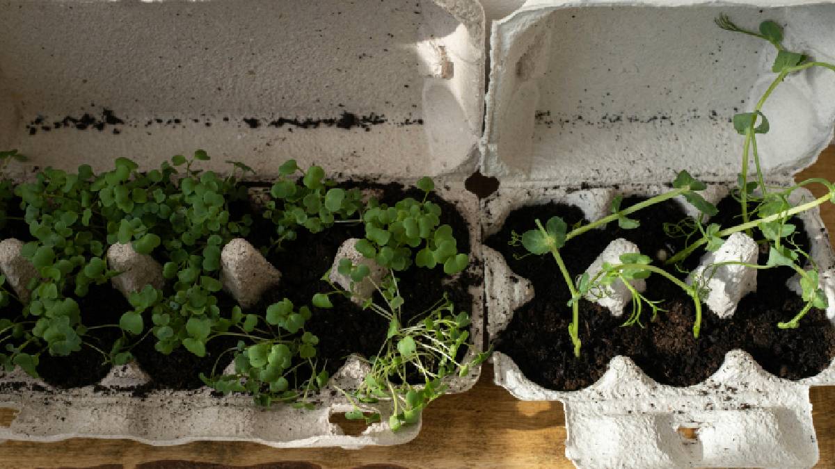 Economize e ajude o meio ambiente com esse tipo de sementeira | Romn Lanch | Pexels