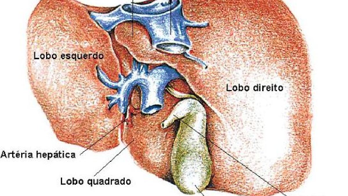 Álcool sobrecarrega o fígado. Imagem: Angeloleithold/Wikimedia Commons.
