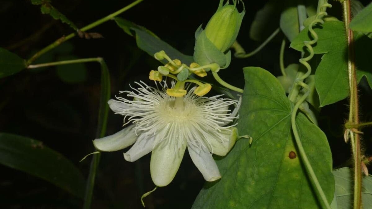 Flor de maracujá atrai insetos incômodos. Imagem: Plantnet