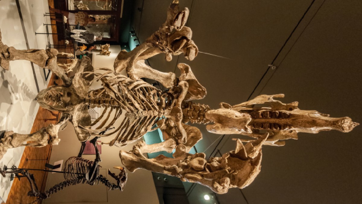 Fósseis de preguiça gigante é matéria de estudo para paleontólogos sul-americanos. Imagem: Wilfredo Rafael/Wikimedia Commons