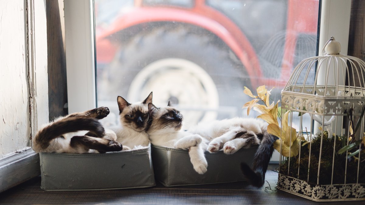 Gatos são animais independentes, mas que demonstram afeto, assim como algumas pessoas
