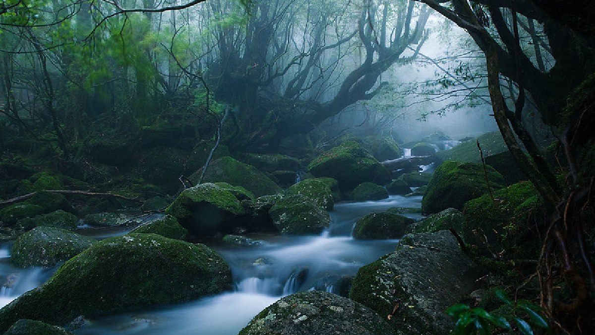A ilha Yakushima fica ao sul do Japão, e foi destino da pianista em sua viagem. Imagem: caseyyee/Flickr