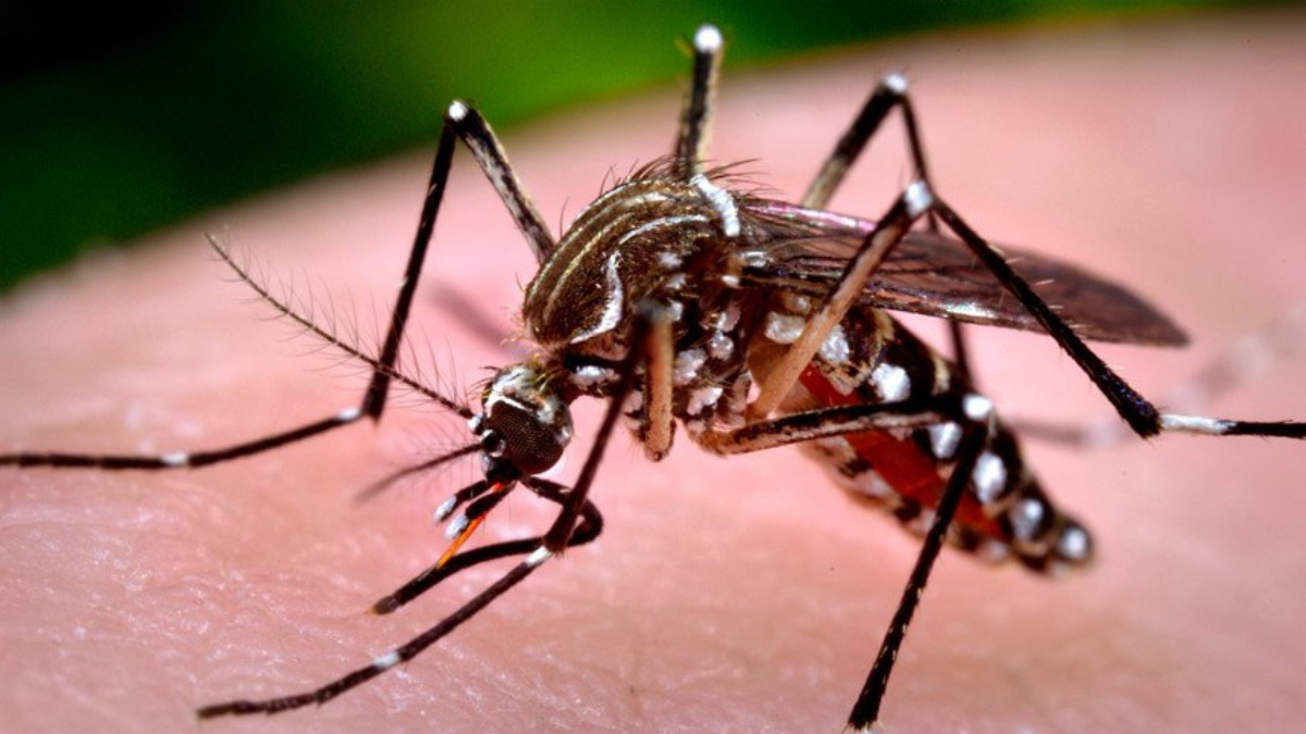 Mosquito da Dengue