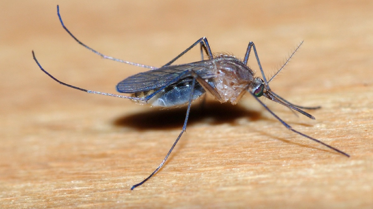 Essa receita repele também mosquitos. Imagem: Alvesgaspar/Wikimedia Commons