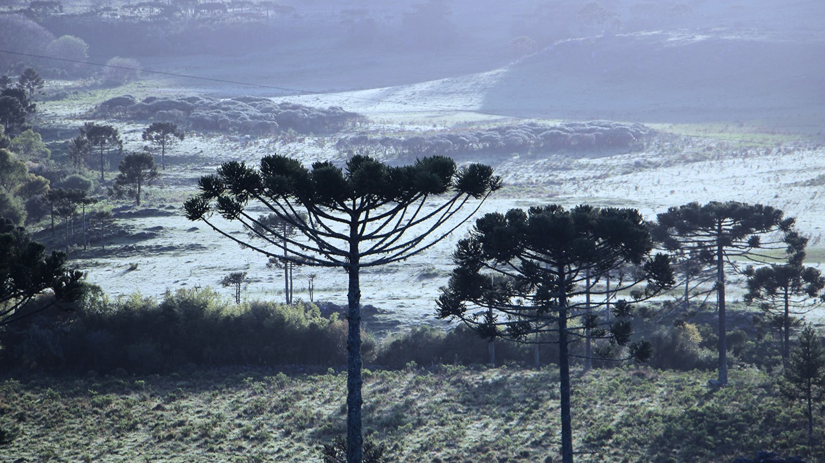 Cenário na serra catarinense após uma massa de ar frio/Divulgação/Fotos Públicas