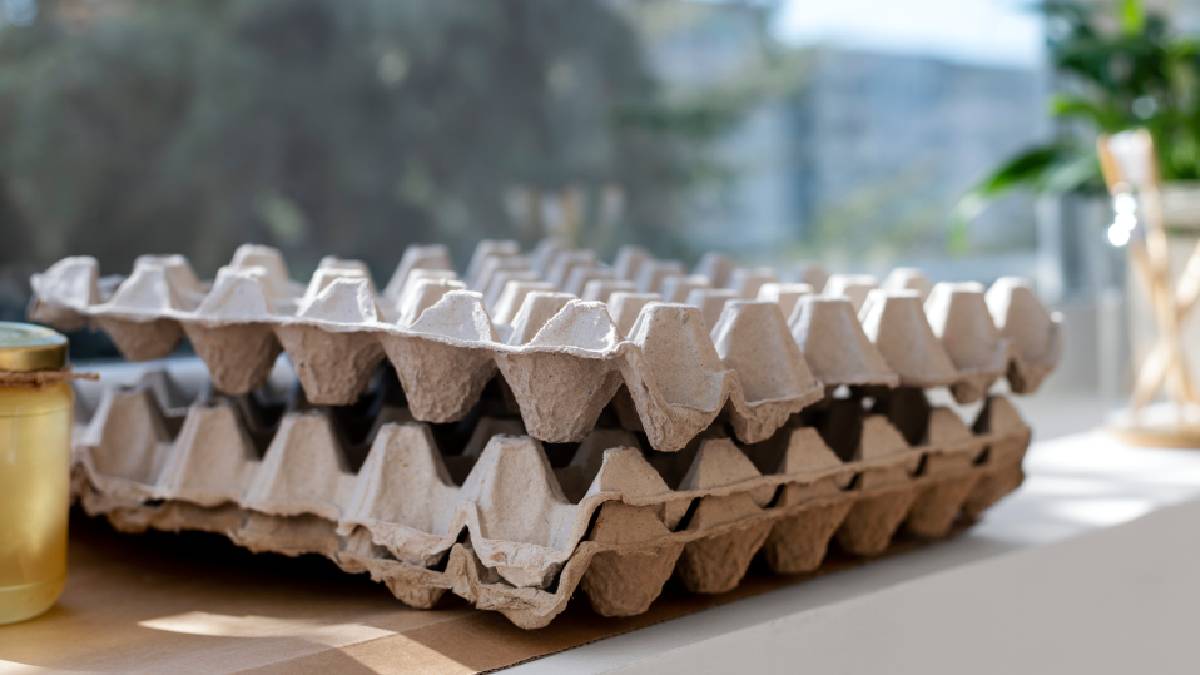 Bandejas de ovos de papelão são ideais para germinar sementes porque retêm umidade e se decompõem no solo | Freepik