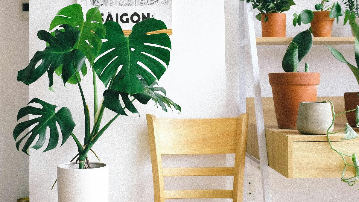 Plantas de apartamento são próprias para receber pouca iluminação. Imagem: Huy Phan/Pexels