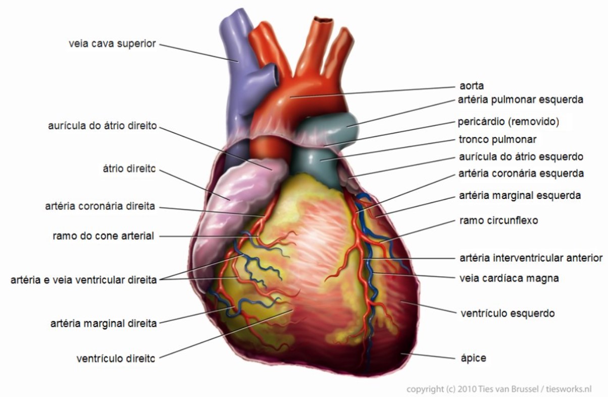 O infarto acontece quando a artéria aorta entope (Foto: Tvanbr/Wikimedia Commons)