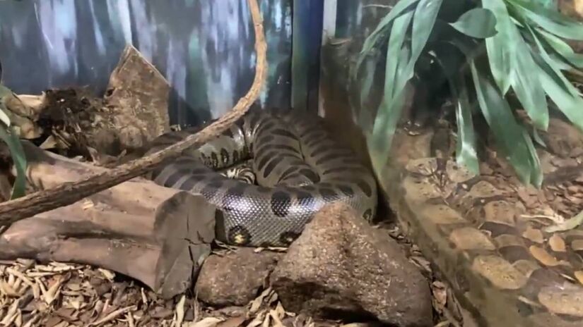 A sucuri-verde tradicional, Eunectes murinus, habita regiões como Peru, Bolívia e Brasil. Ainda não se sabe se as duas espécies coexistem ou se hibridizam.