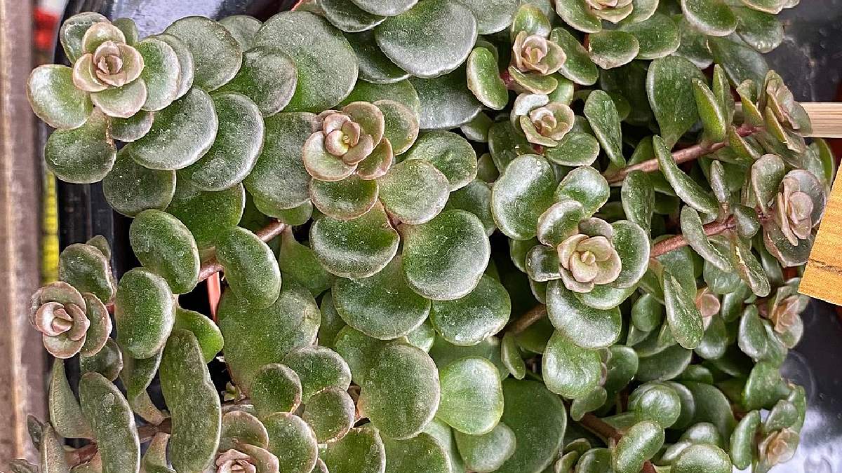 Sedum é uma opção menos bonita, mas bem resistênte às mudanças climáticas. Imagem: Justupdater/Wikimedia Commons