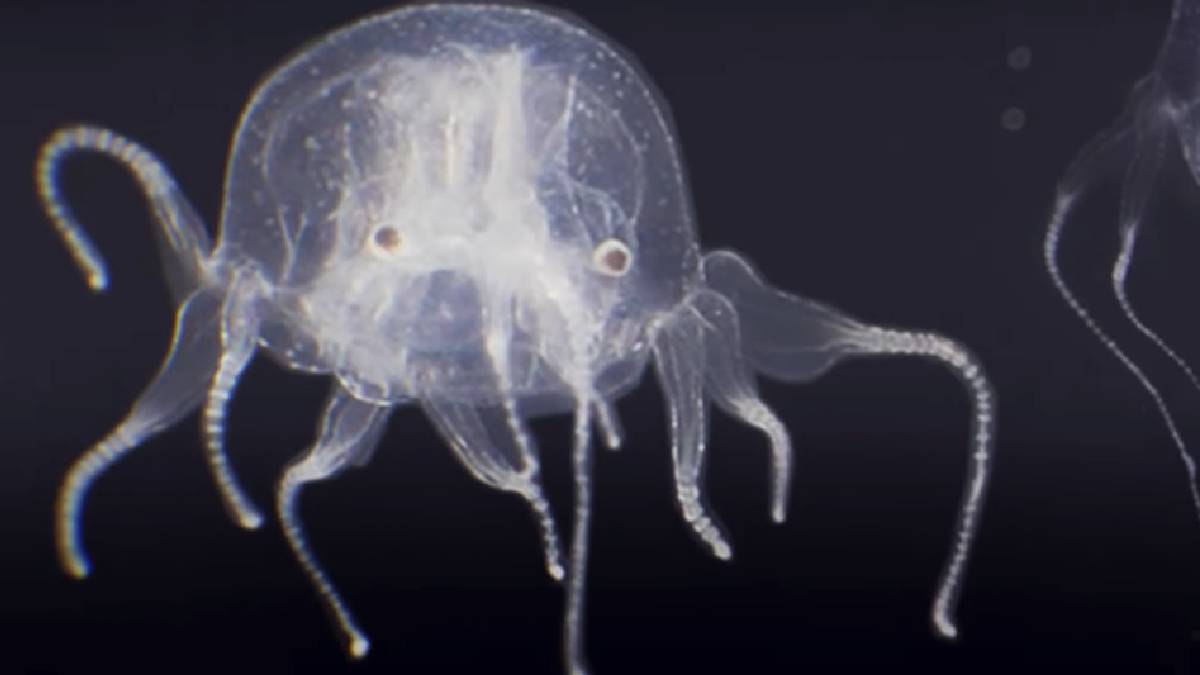 Uma nova espécie de água-viva-caixa foi descoberta em Hong Kong. Com corpo cúbico e transparente, ela foi batizada de Tripedalia maipoensis.