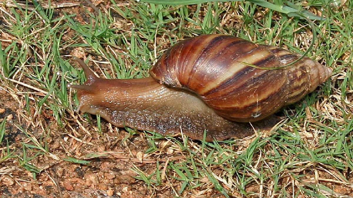 Caramujo-gigante-africano é outra espécie invasora que destrói ecossistemas brasileiros. Imagem: J.M.Garg/Wikimedia Commons