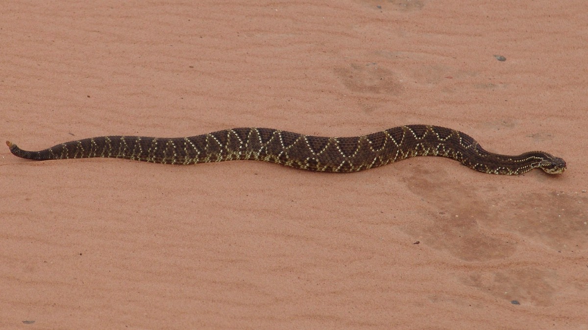 Pesam de 2 a 4 kg. Imagem: José Reynaldo/Wikimedia Commons