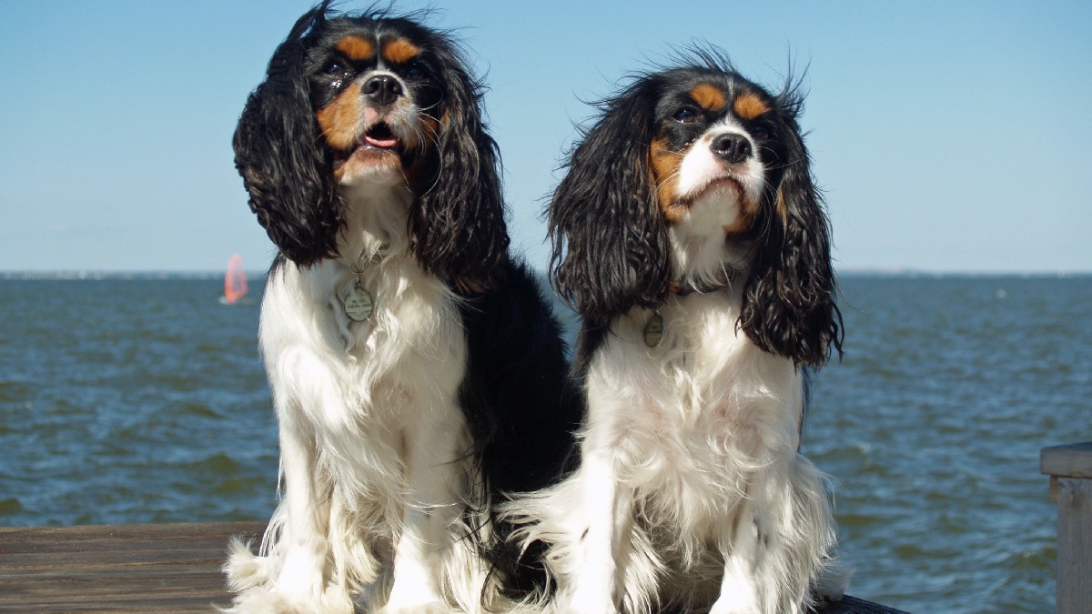 Cavalier é raça rara no Brasil, mas também possui saúde frágil. Imagem:David Shankbone/Wikimedia Commons