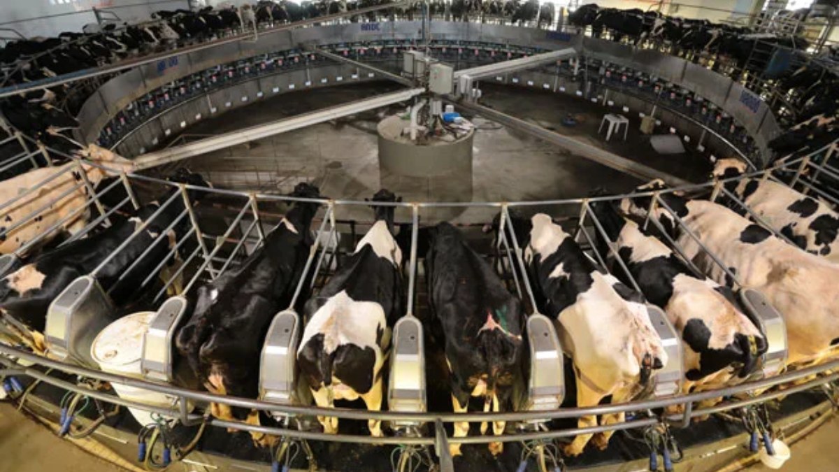 Outro diferencial é o cuidado com o bem-estar animal. As vacas são mantidas em um galpão climatizado de 27 mil m², com ventilação cruzada e resfriamento evaporativo, que reduz em até 12°C a temperatura interna nos dias mais quentes. (Fazenda Colorado/Divulgação)