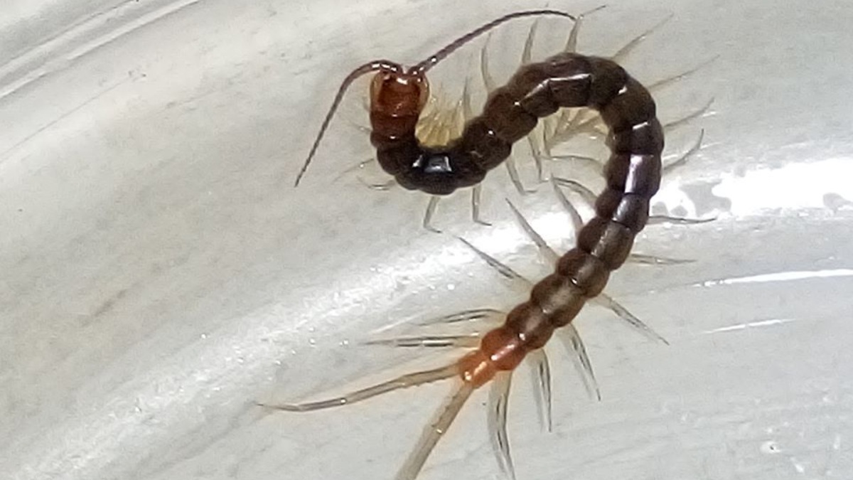 Muitas pessoas confundem o piolho-de-cobra com lacraias ou centopeias. No entanto, são espécies completamente diferentes tanto na aparência quanto no comportamento e toxicidade. Foto: Wikimedia Commons