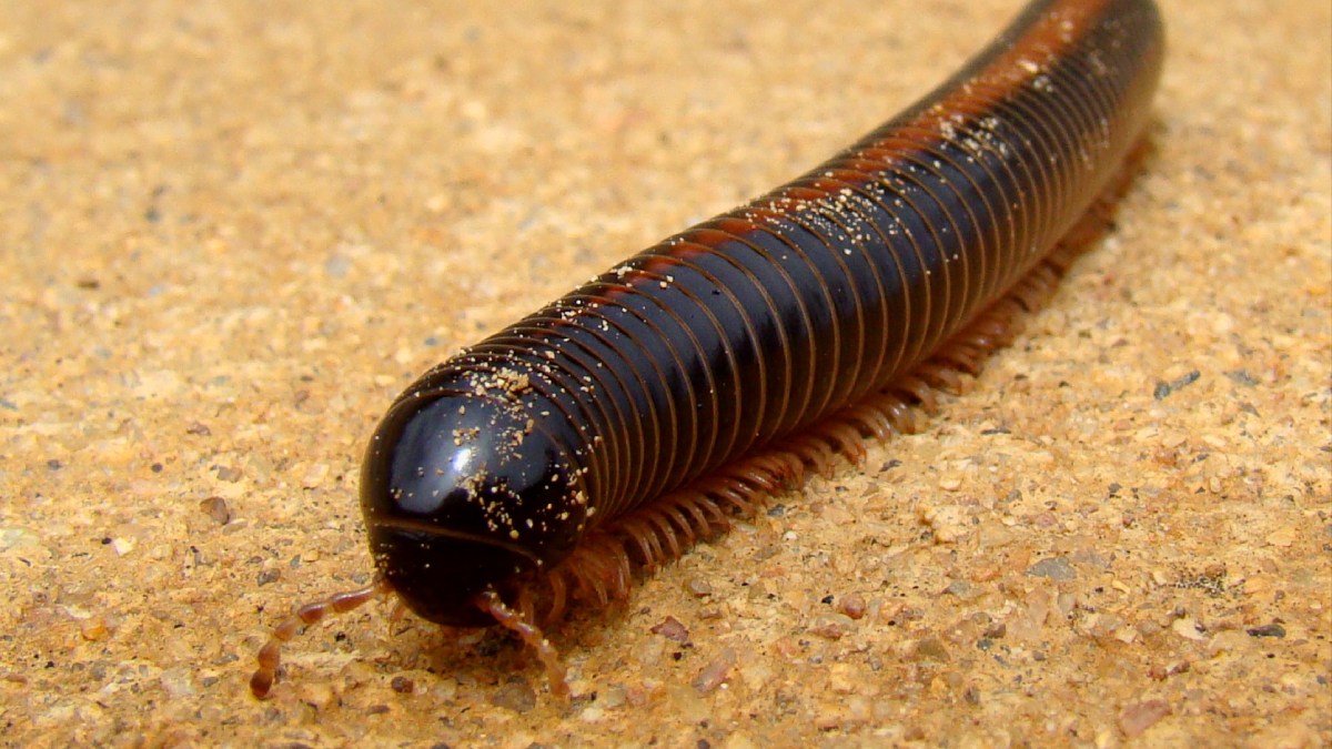 Substância tóxica do piolho-de-cobra impressiona pela cor e cheiro, mas o animal é inofensivo e até benéfico para o ambiente.